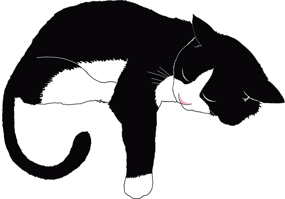 Sleeping Black Cat